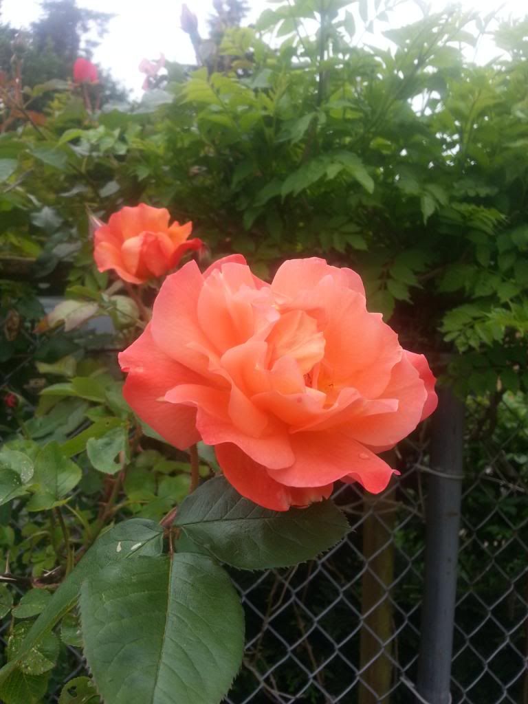  photo 20140525_094707_zpsurqnosae.jpg